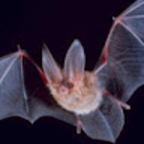 energeticbat